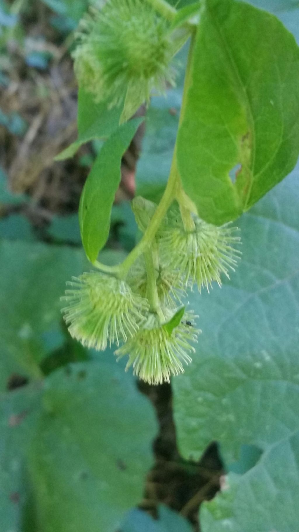 Foglie molto grandi: Arctium sp. (Asteraceae)